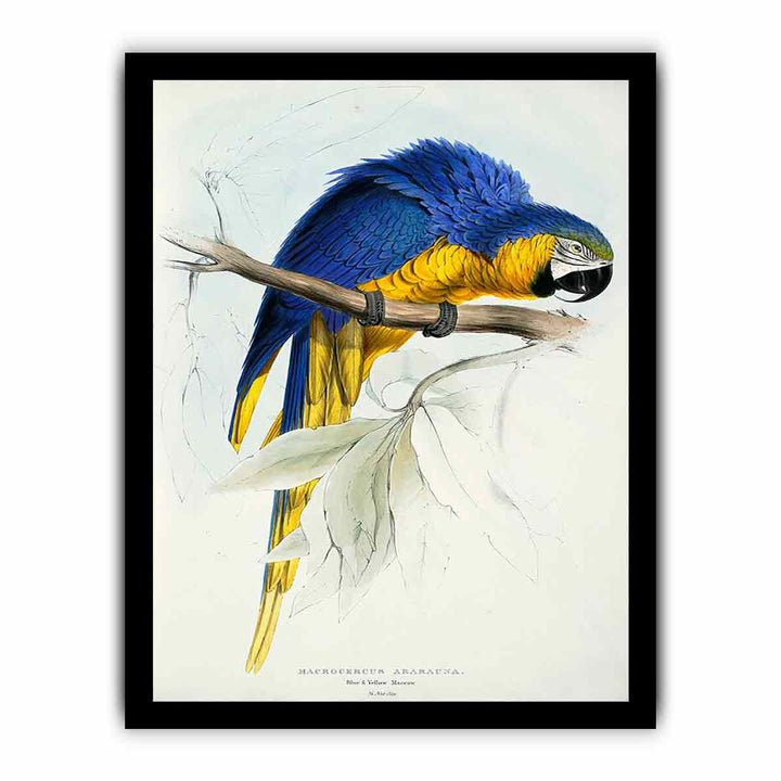 Ara ararauna -Macrocercus ararauna Blue & yellow Maccaw -by Edward Lear