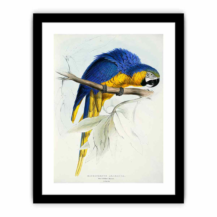 Ara ararauna -Macrocercus ararauna Blue & yellow Maccaw -by Edward Lear