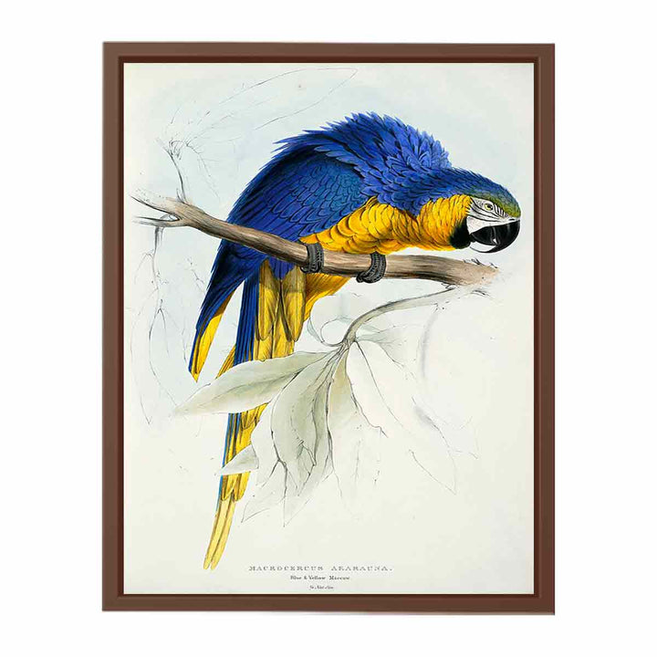 Ara ararauna -Macrocercus ararauna Blue & yellow Maccaw -by Edward Lear