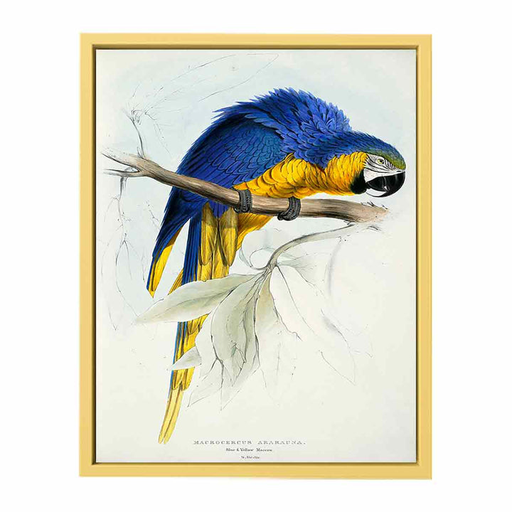 Ara ararauna -Macrocercus ararauna Blue & yellow Maccaw -by Edward Lear