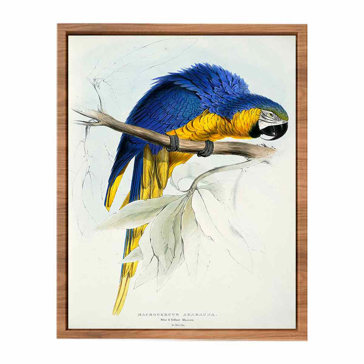 Ara ararauna -Macrocercus ararauna Blue & yellow Maccaw -by Edward Lear