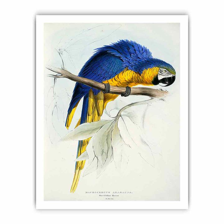 Ara ararauna -Macrocercus ararauna Blue & yellow Maccaw -by Edward Lear