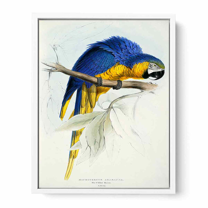 Ara ararauna -Macrocercus ararauna Blue & yellow Maccaw -by Edward Lear