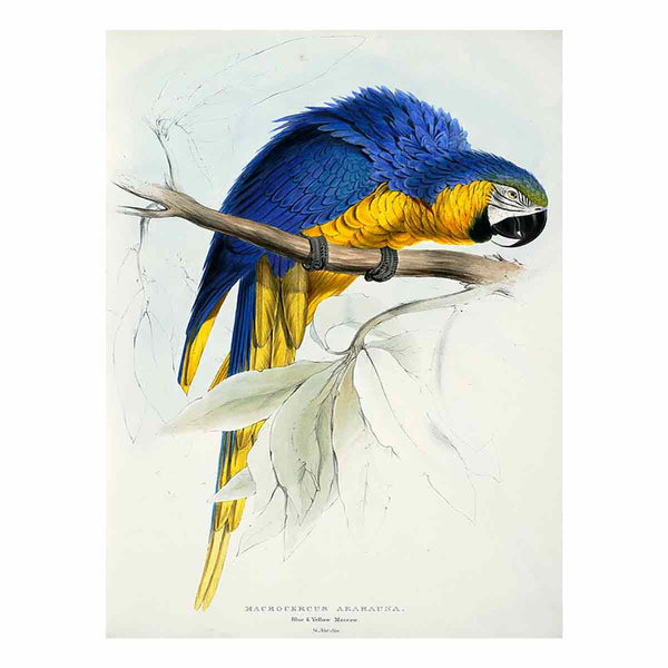 Ara ararauna -Macrocercus ararauna Blue & yellow Maccaw -by Edward Lear