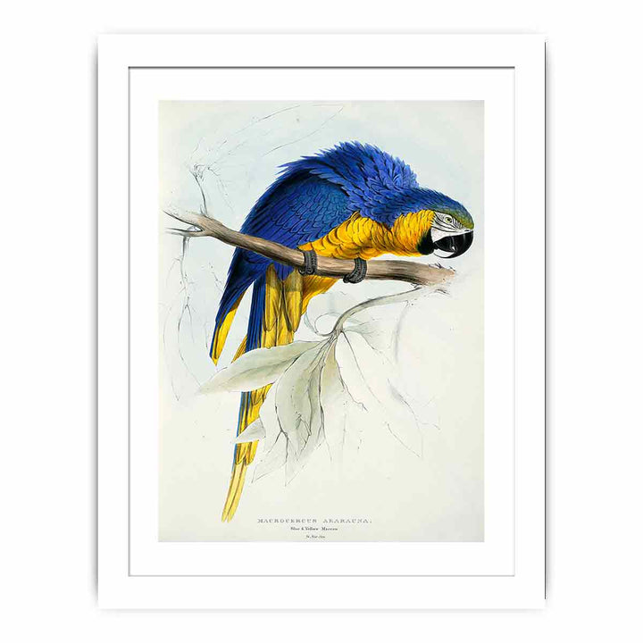 Ara ararauna -Macrocercus ararauna Blue & yellow Maccaw -by Edward Lear