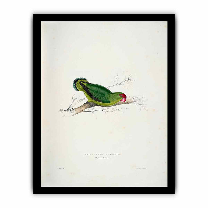 Agapornis taranta -Psittacula taranta Abyssinian parrakeet -by Edward Lear