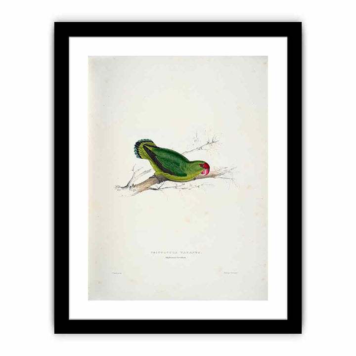 Agapornis taranta -Psittacula taranta Abyssinian parrakeet -by Edward Lear