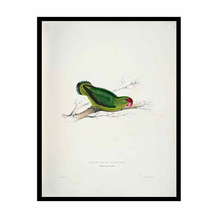 Agapornis taranta -Psittacula taranta Abyssinian parrakeet -by Edward Lear