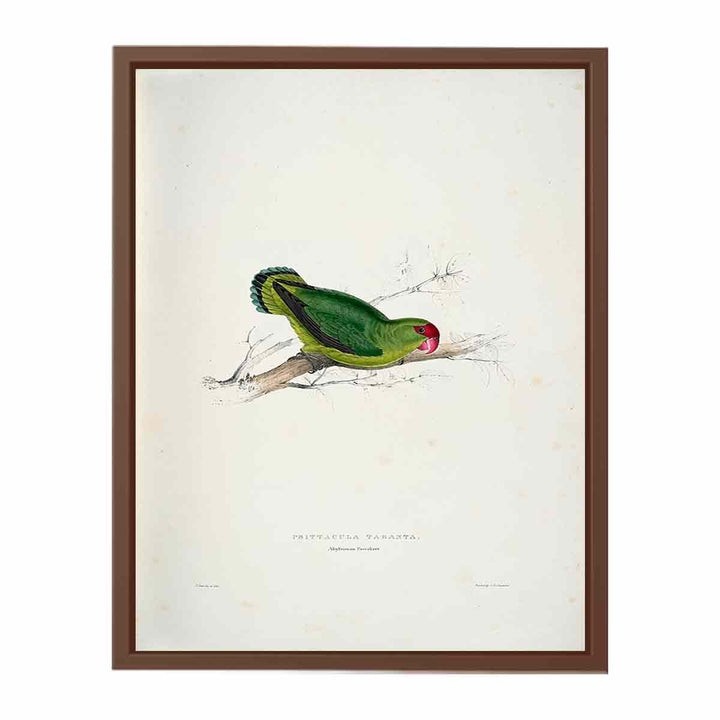 Agapornis taranta -Psittacula taranta Abyssinian parrakeet -by Edward Lear