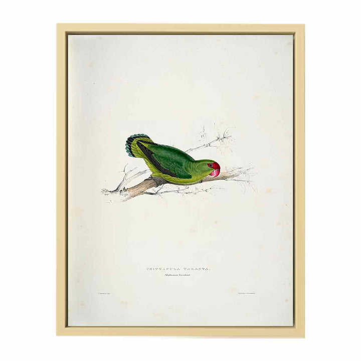 Agapornis taranta -Psittacula taranta Abyssinian parrakeet -by Edward Lear