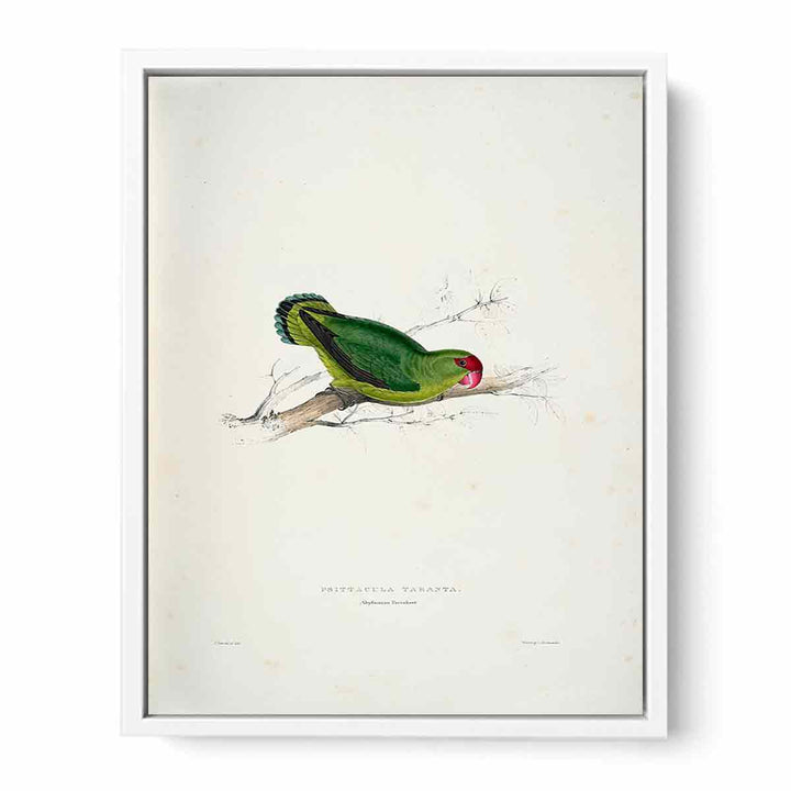 Agapornis taranta -Psittacula taranta Abyssinian parrakeet -by Edward Lear