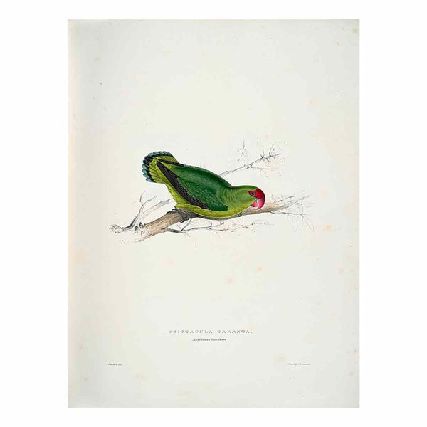 Agapornis taranta -Psittacula taranta Abyssinian parrakeet -by Edward Lear