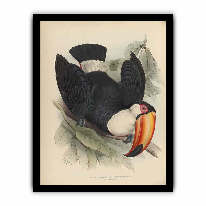 Houghton Typ 805L.34 - John Gould, Ramphastos toco