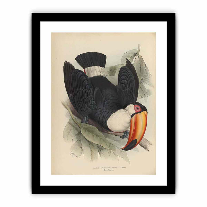 Houghton Typ 805L.34 - John Gould, Ramphastos toco