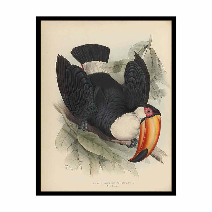 Houghton Typ 805L.34 - John Gould, Ramphastos toco