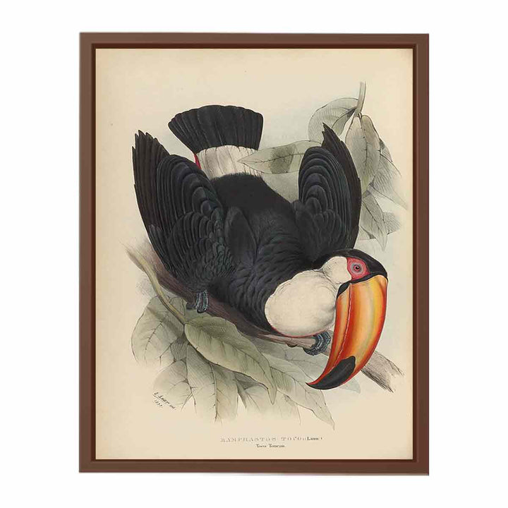 Houghton Typ 805L.34 - John Gould, Ramphastos toco