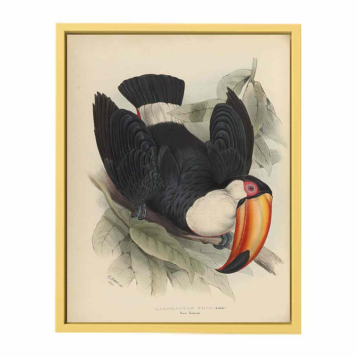 Houghton Typ 805L.34 - John Gould, Ramphastos toco