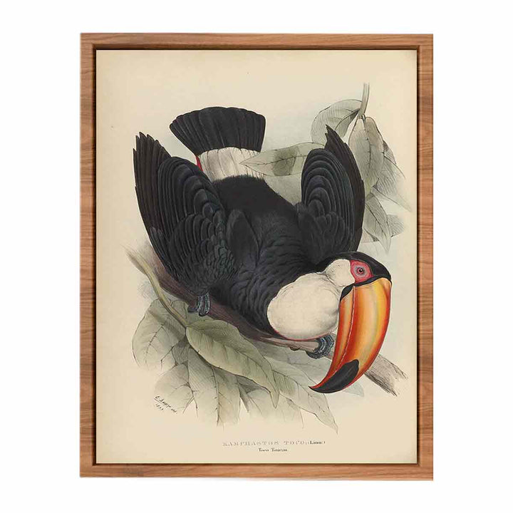 Houghton Typ 805L.34 - John Gould, Ramphastos toco