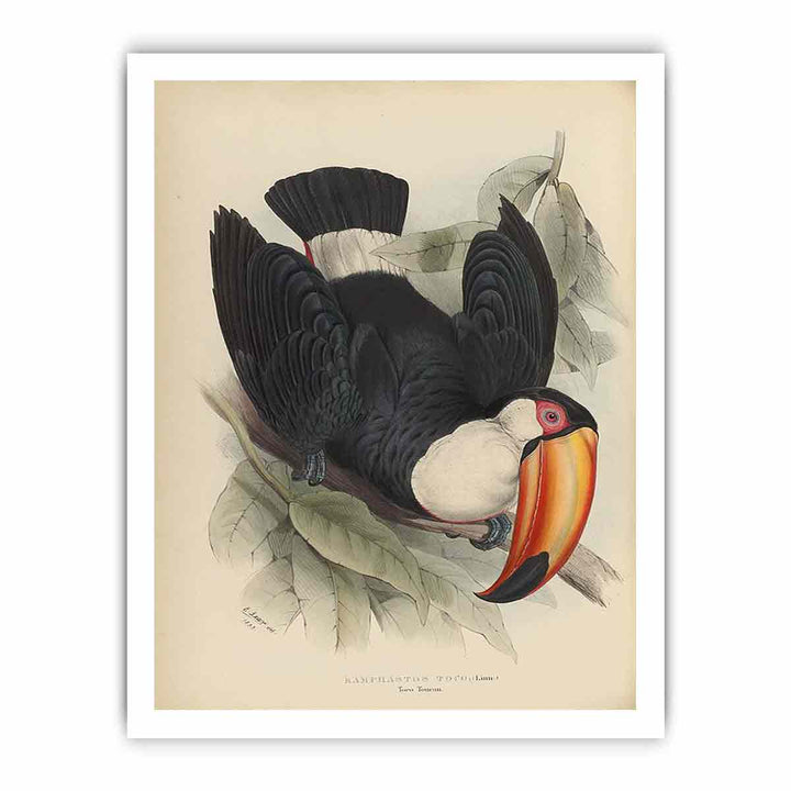 Houghton Typ 805L.34 - John Gould, Ramphastos toco