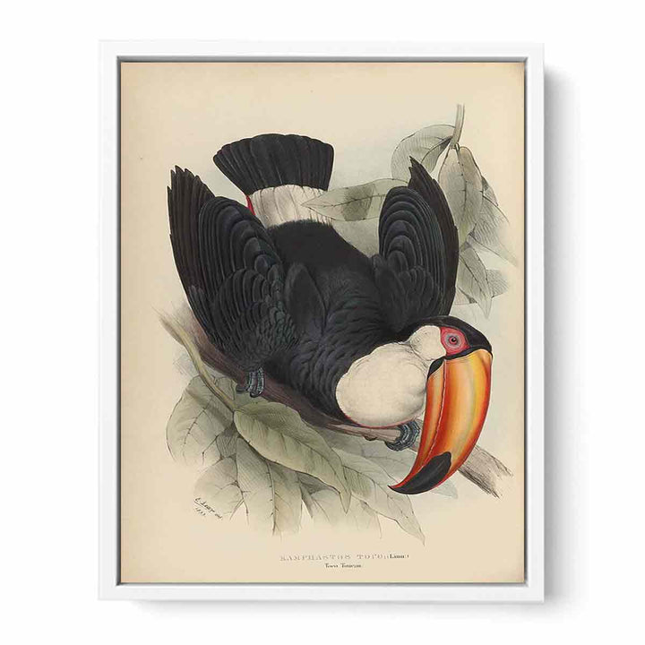 Houghton Typ 805L.34 - John Gould, Ramphastos toco