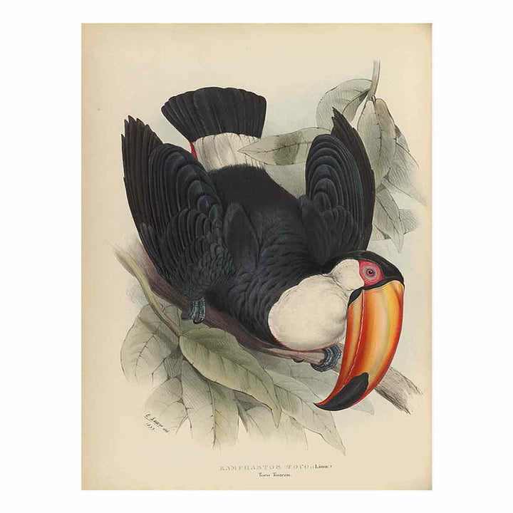 Houghton Typ 805L.34 - John Gould, Ramphastos toco