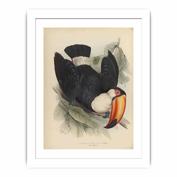 Houghton Typ 805L.34 - John Gould, Ramphastos toco