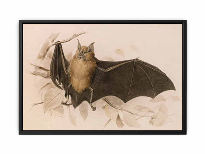 Rhinolophus ferremequinum (Horseshoe Bat)