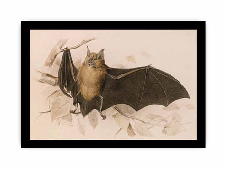 Rhinolophus ferremequinum (Horseshoe Bat)