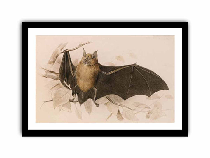 Rhinolophus ferremequinum (Horseshoe Bat)