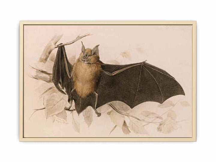 Rhinolophus ferremequinum (Horseshoe Bat)