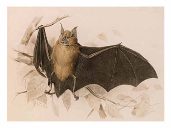 Rhinolophus ferremequinum (Horseshoe Bat)