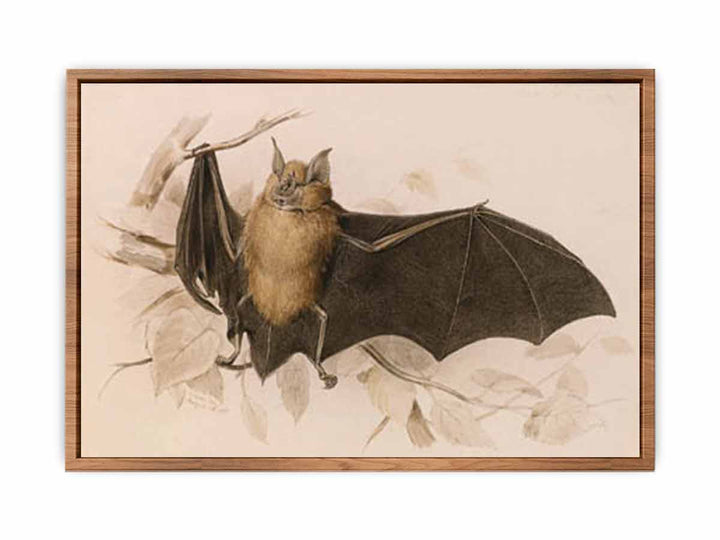 Rhinolophus ferremequinum (Horseshoe Bat)