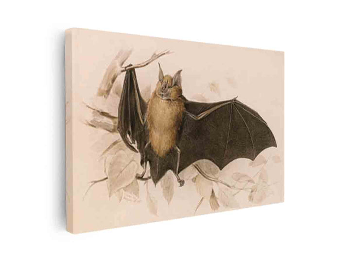 Rhinolophus ferremequinum (Horseshoe Bat)