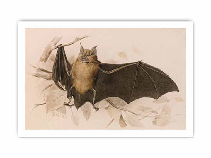 Rhinolophus ferremequinum (Horseshoe Bat)