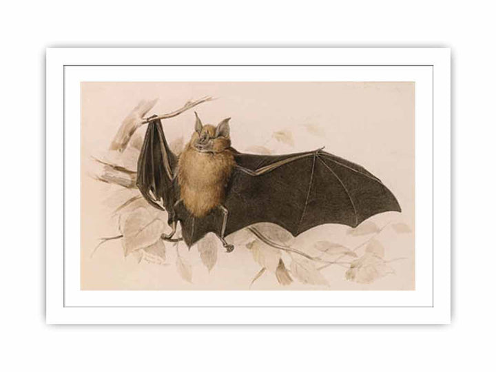 Rhinolophus ferremequinum (Horseshoe Bat)