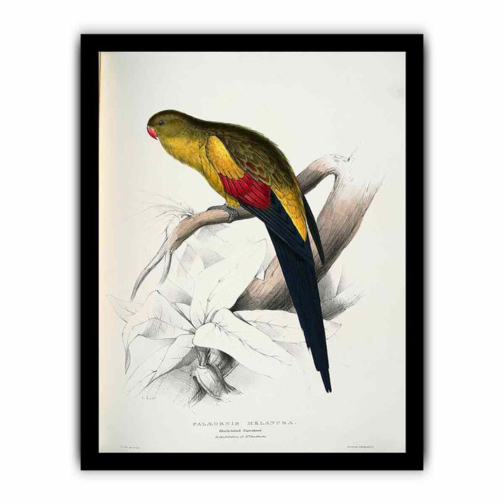 Polytelis anthopeplus -Palaeornis melanura Black-tailed Parrakeet -by Edward Lear