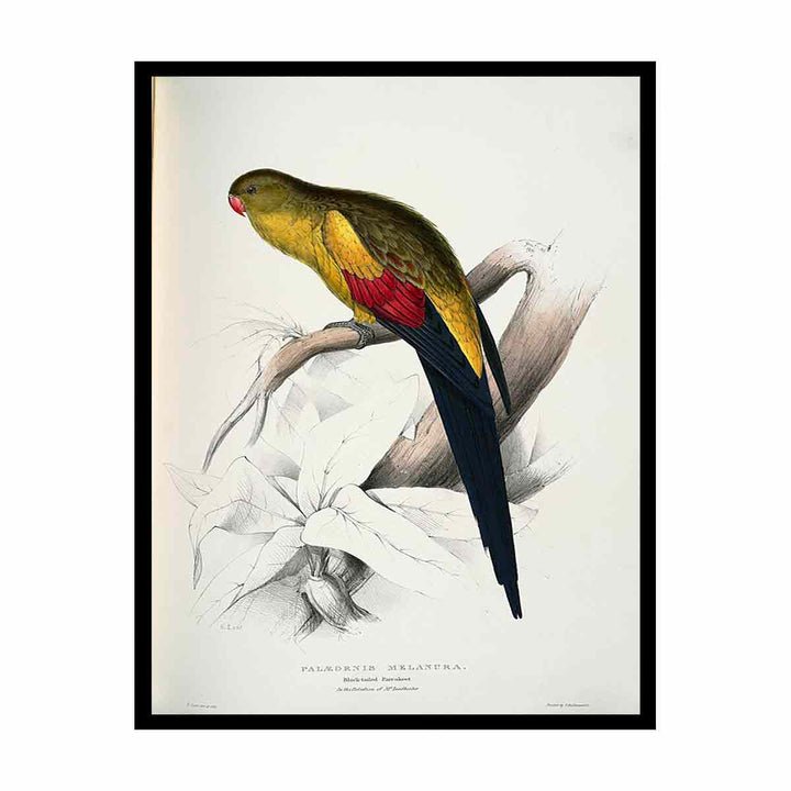 Polytelis anthopeplus -Palaeornis melanura Black-tailed Parrakeet -by Edward Lear