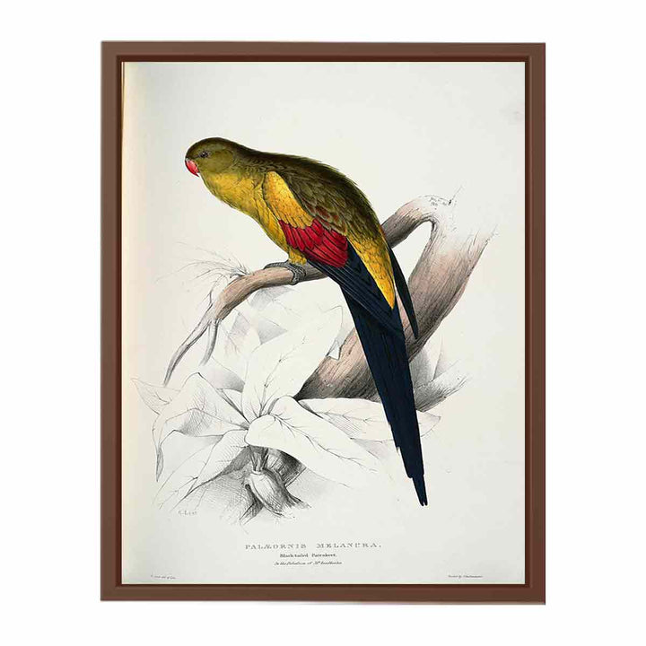 Polytelis anthopeplus -Palaeornis melanura Black-tailed Parrakeet -by Edward Lear