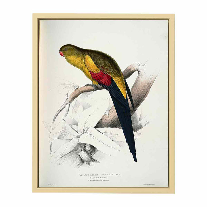 Polytelis anthopeplus -Palaeornis melanura Black-tailed Parrakeet -by Edward Lear