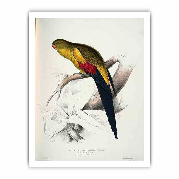 Polytelis anthopeplus -Palaeornis melanura Black-tailed Parrakeet -by Edward Lear