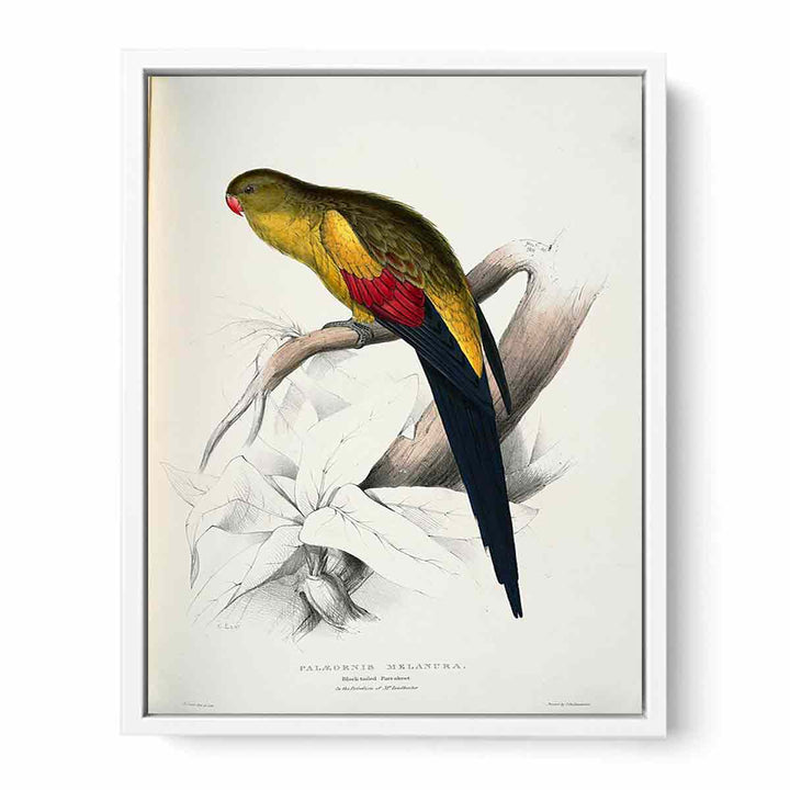 Polytelis anthopeplus -Palaeornis melanura Black-tailed Parrakeet -by Edward Lear