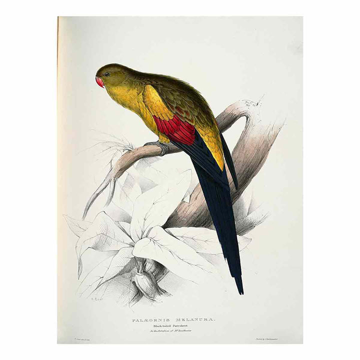 Polytelis anthopeplus -Palaeornis melanura Black-tailed Parrakeet -by Edward Lear