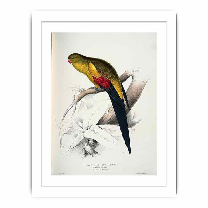 Polytelis anthopeplus -Palaeornis melanura Black-tailed Parrakeet -by Edward Lear