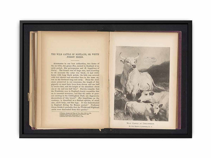 Reproductie van een prent van wild vee bij Chillingham door Sir Edwin Henry LandseerWild cattle at Chillingham (titel op object)