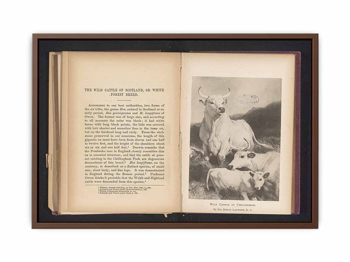 Reproductie van een prent van wild vee bij Chillingham door Sir Edwin Henry LandseerWild cattle at Chillingham (titel op object)