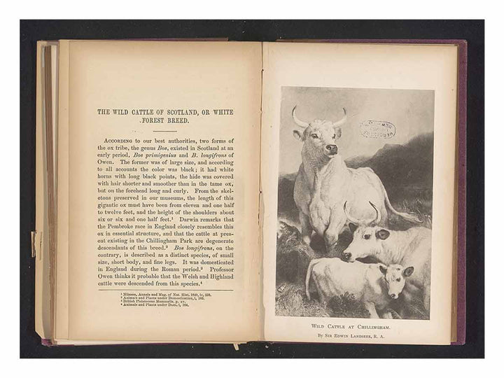 Reproductie van een prent van wild vee bij Chillingham door Sir Edwin Henry LandseerWild cattle at Chillingham (titel op object)