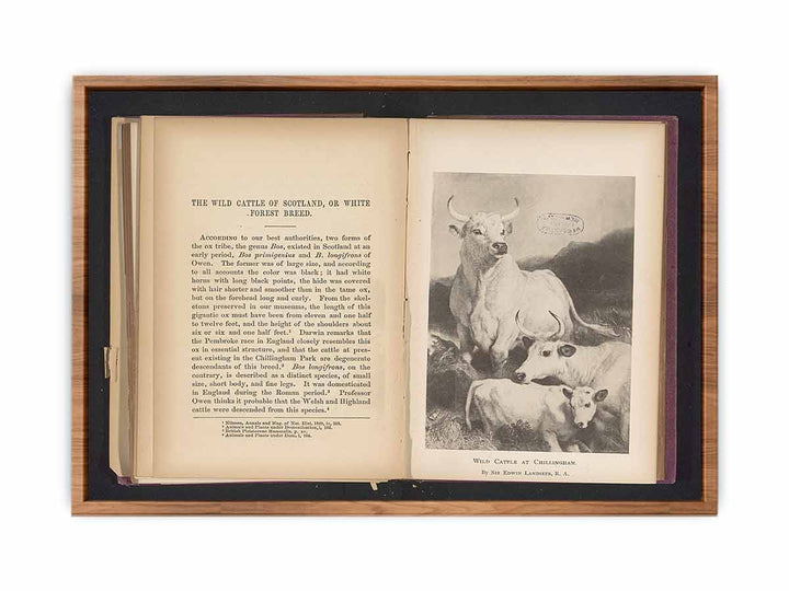 Reproductie van een prent van wild vee bij Chillingham door Sir Edwin Henry LandseerWild cattle at Chillingham (titel op object)