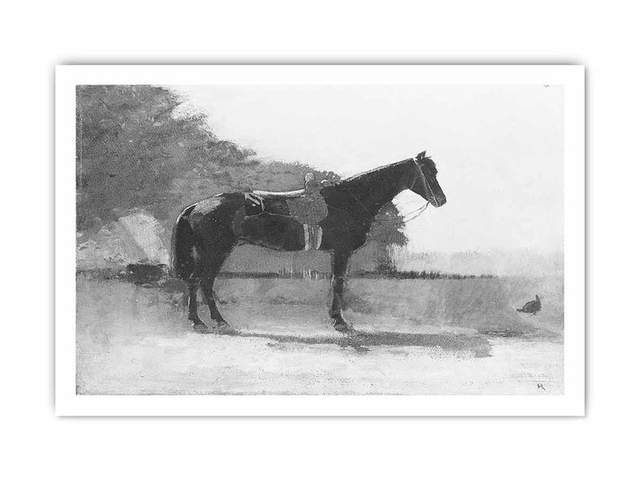 Saddle Horse in Farm Yard