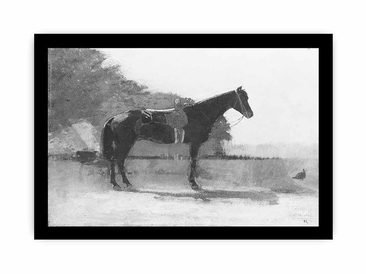 Saddle Horse in Farm Yard