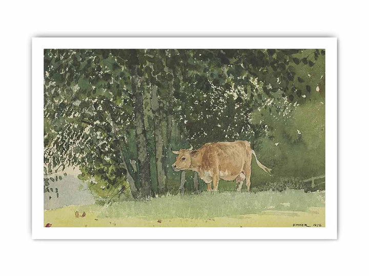 Cow in Pasture